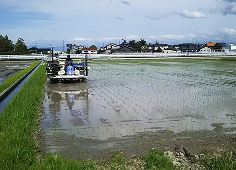 田植