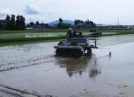 田植