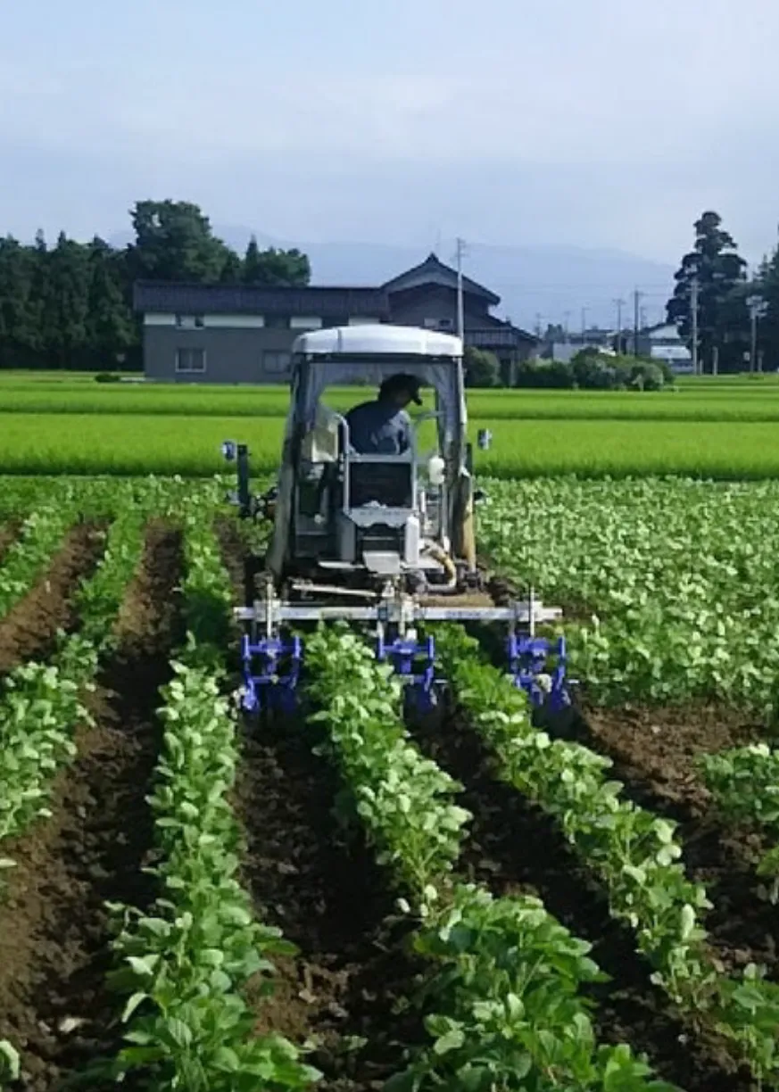 大豆イメージ